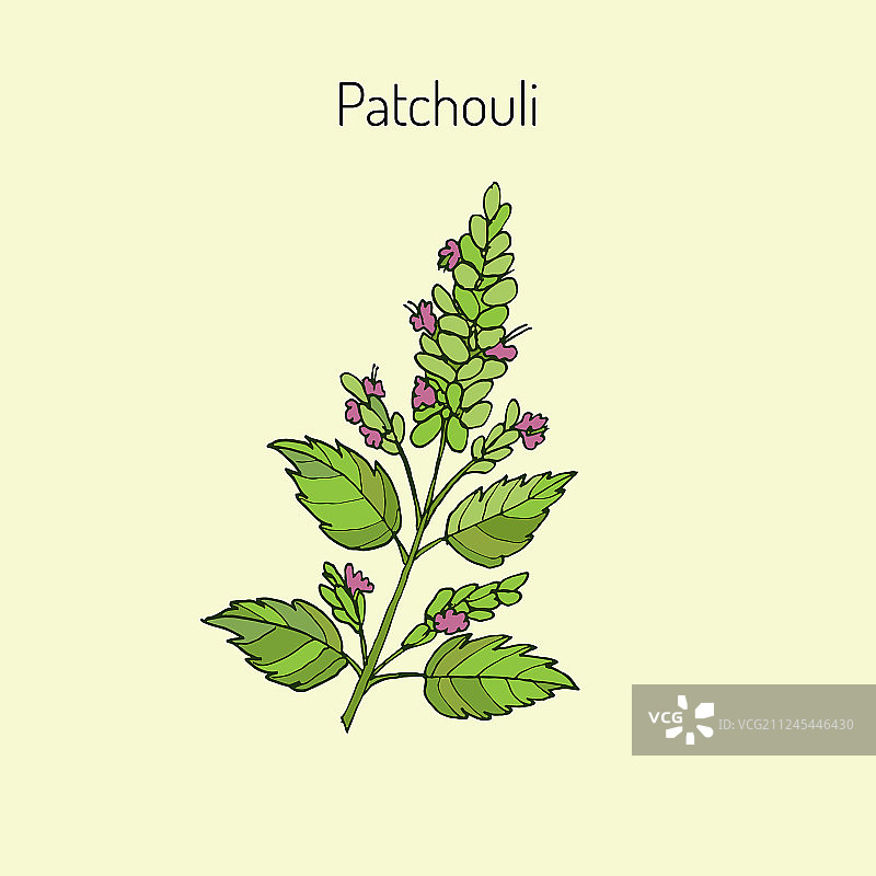 广藿香：芳香药用植物图片素材