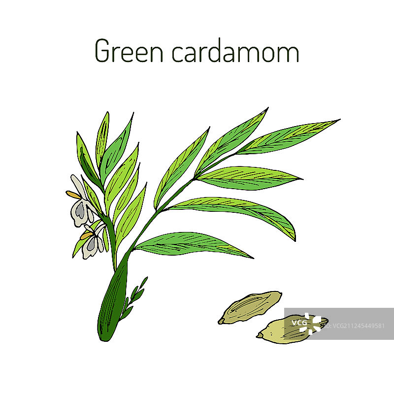 绿色小豆蔻香草植物图片素材