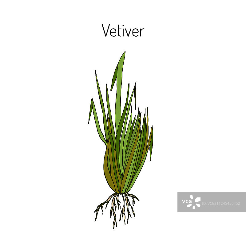 香根草香料药用植物图片素材