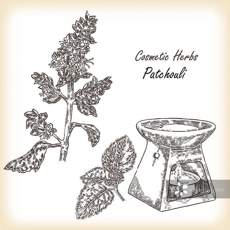 广藿香植物图片素材