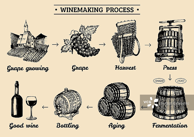 葡萄信息图图片素材