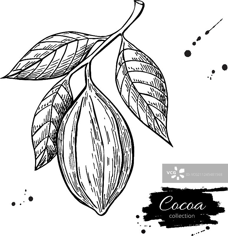 可可枝条超级食物手绘插画图片素材