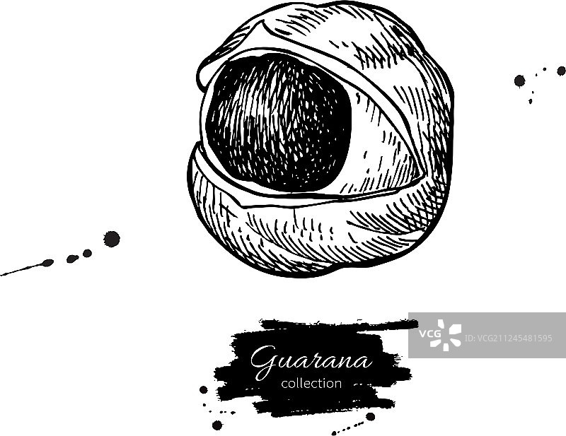 瓜拉纳超级食品手绘插画图片素材