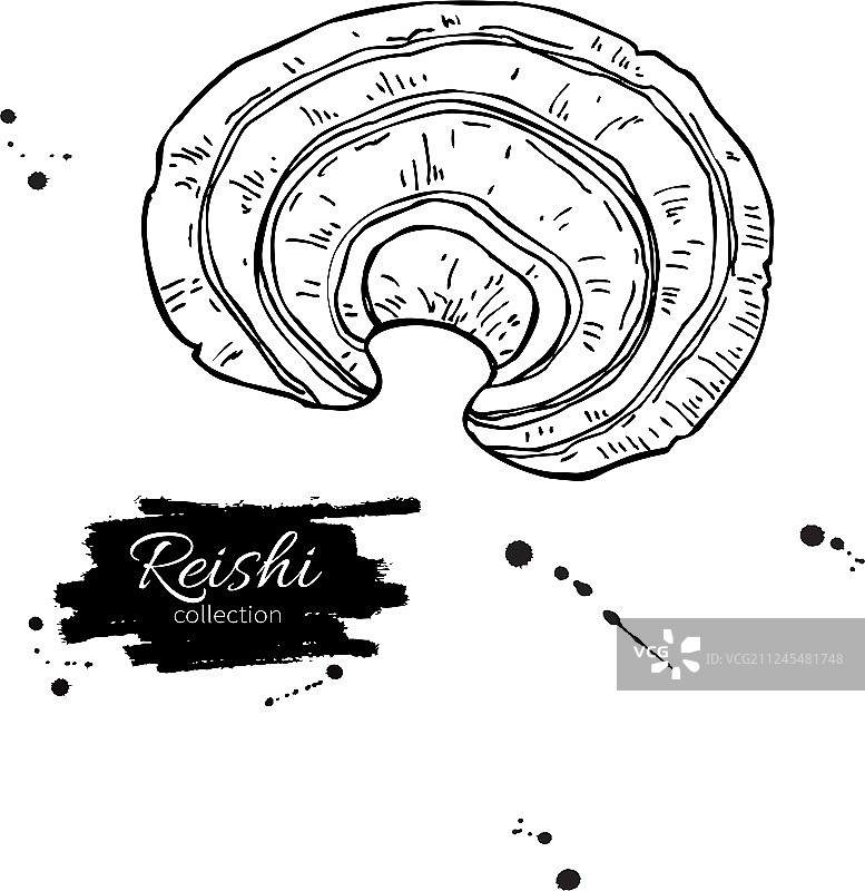 分离的灵芝超级食品绘画图片素材