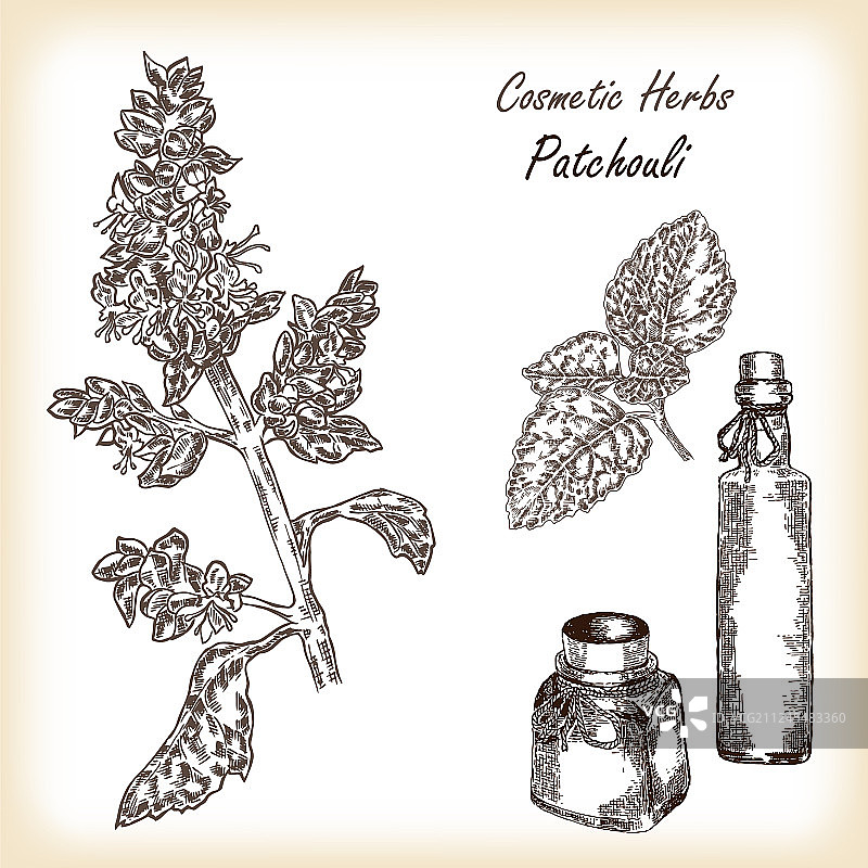 广藿香植物图片素材