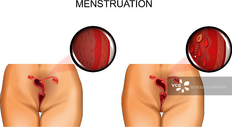 女性生殖器官月经图片素材