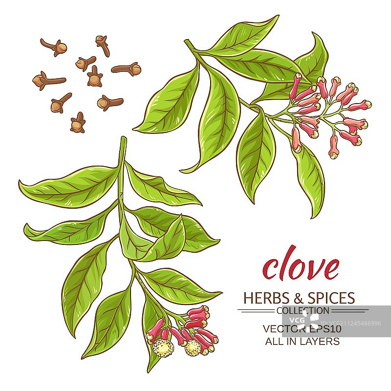 丁香套装图片素材