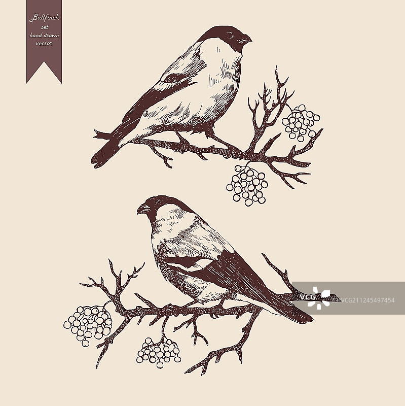 手绘红腹灰雀合集图片素材