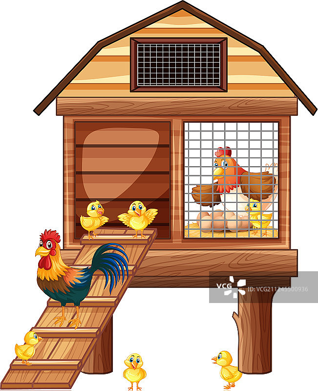 有许多小鸡的鸡笼图片素材