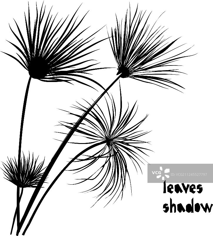 黑色剪影热带纸莎草叶图片素材