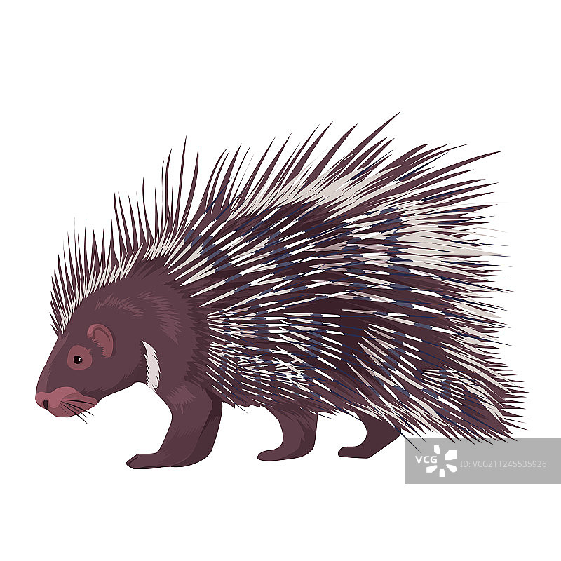 孤立的豪猪图片素材