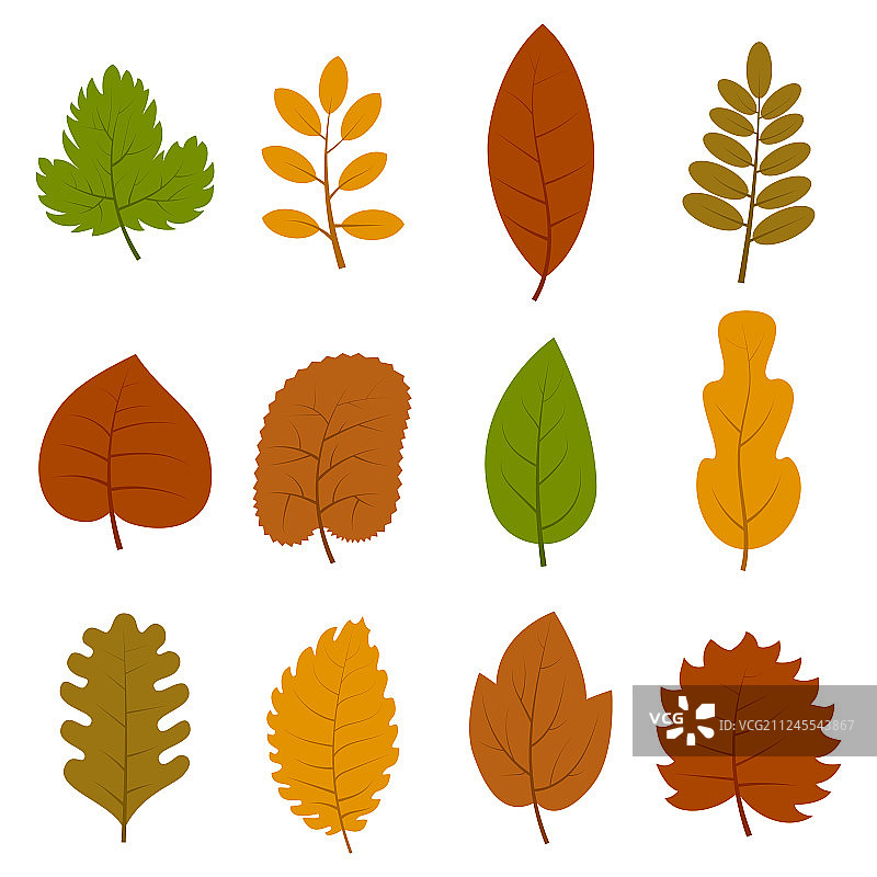 十二种不同秋叶合集图片素材