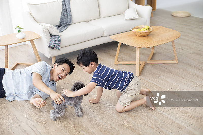 父子俩在客厅和狗玩耍图片素材