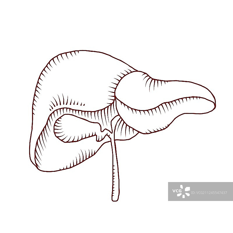 消化系统中的人类肝脏图片素材