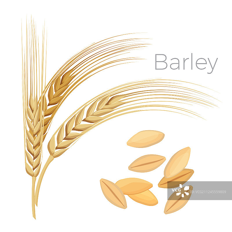 带谷物的麦穗图片素材