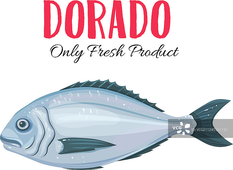 金头鲷图片素材