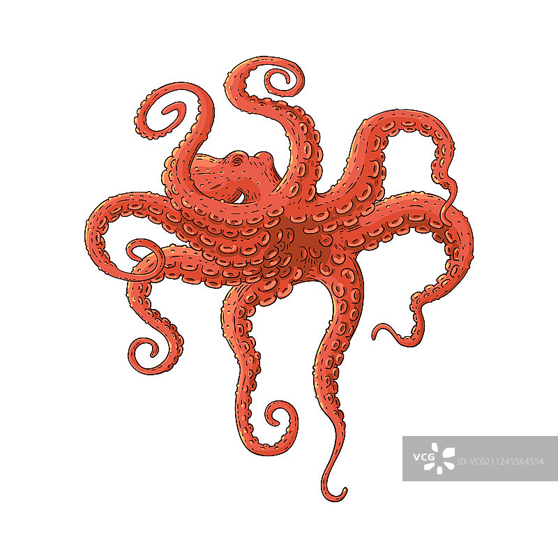 水下红色章鱼的戏剧性姿势图片素材