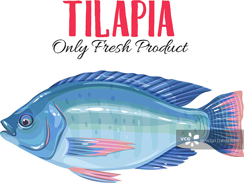 罗非鱼图片素材