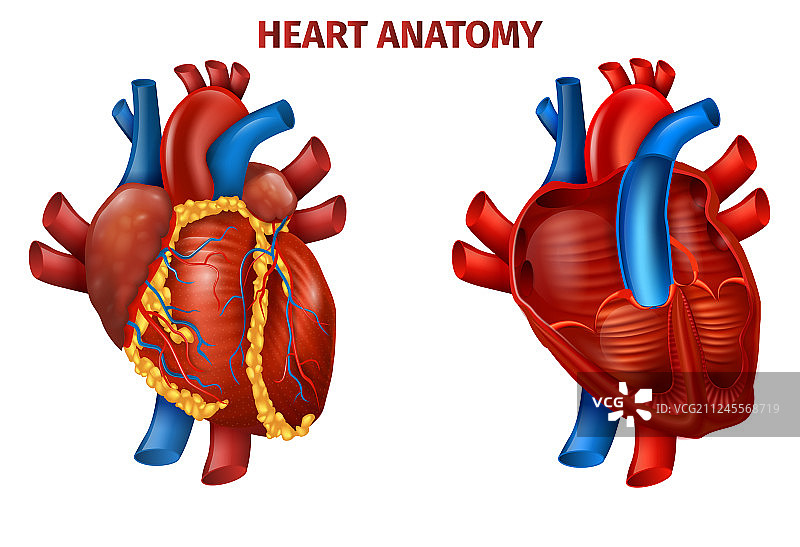 逼真的人体心脏解剖结构图banner图片素材