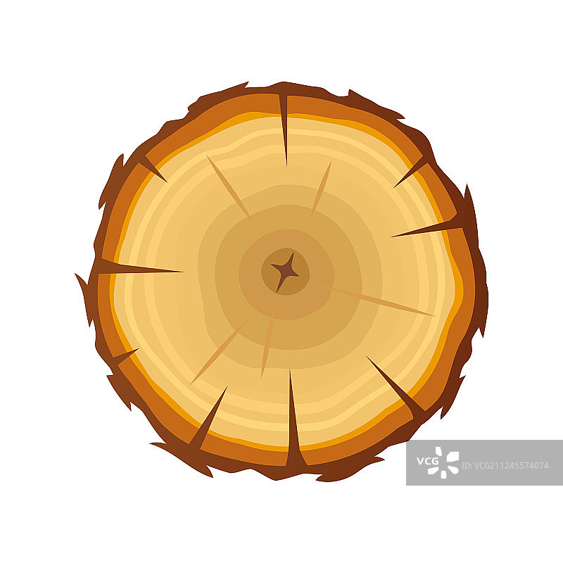 白色背景上的树轮木图片素材