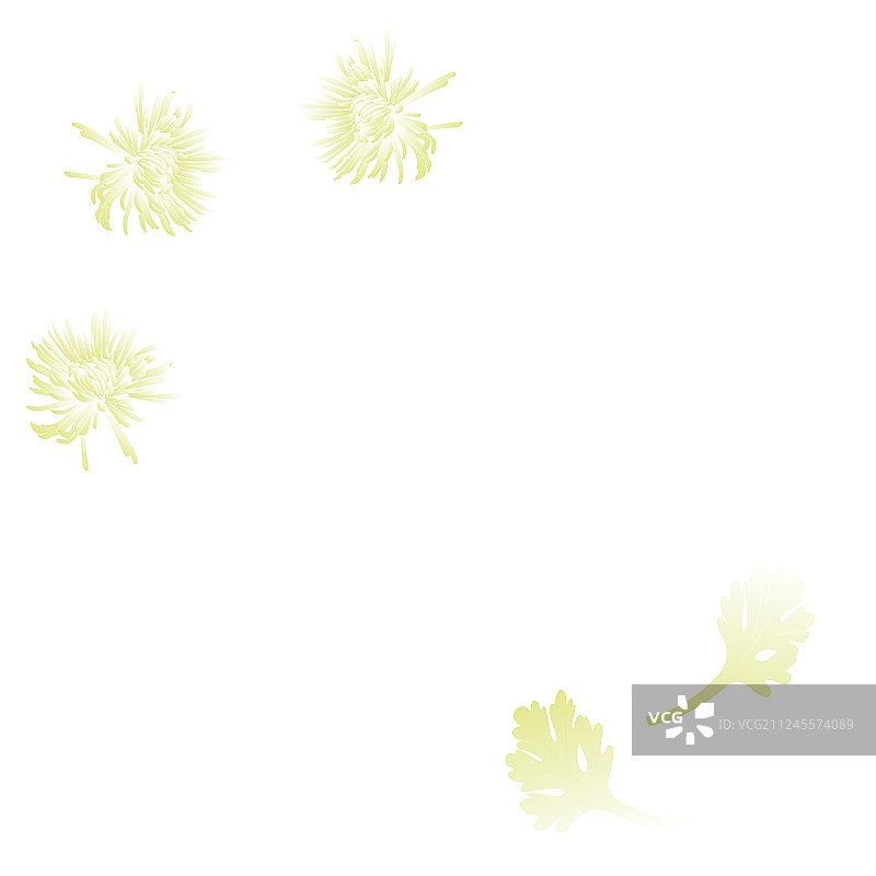 白色菊花和叶子图片素材