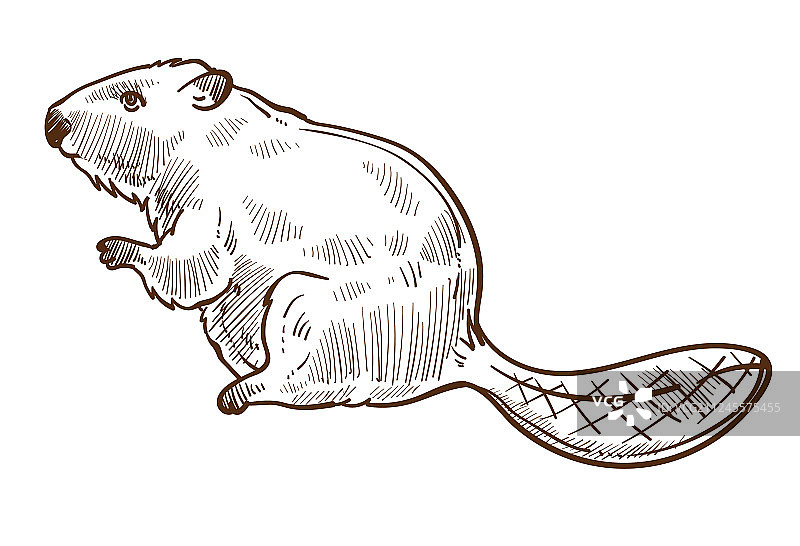 野生动物海狸素描图片素材