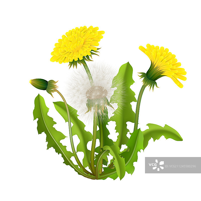 逼真的蒲公英灌木图片素材