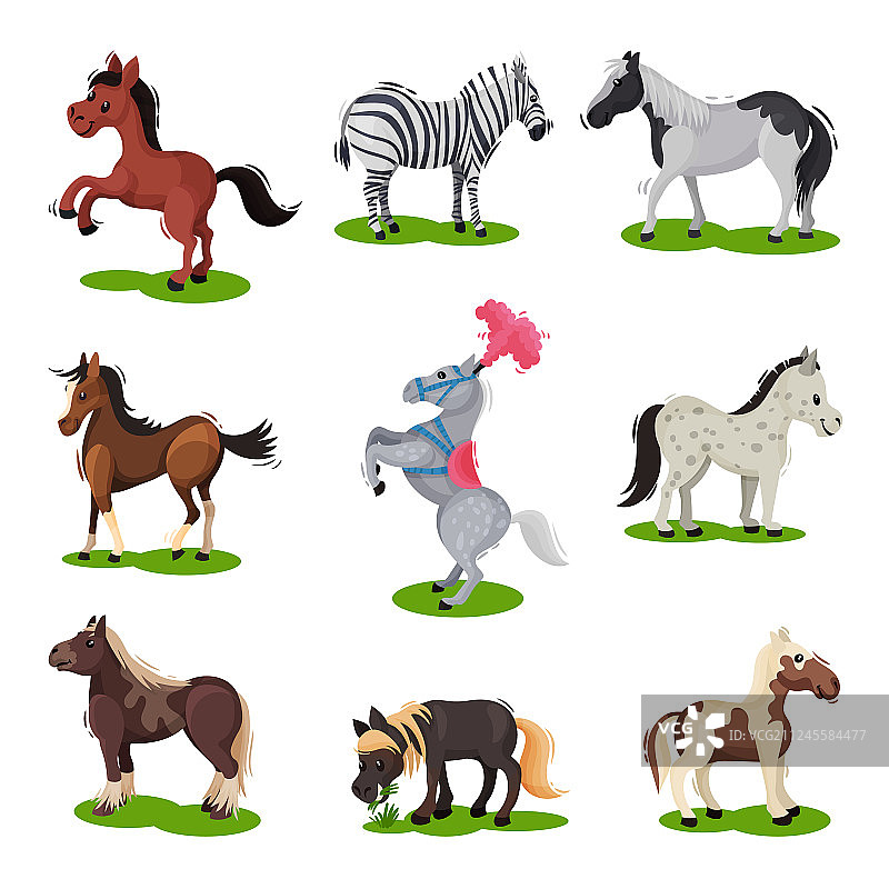 扁平风不同品种的马科哺乳动物图片素材