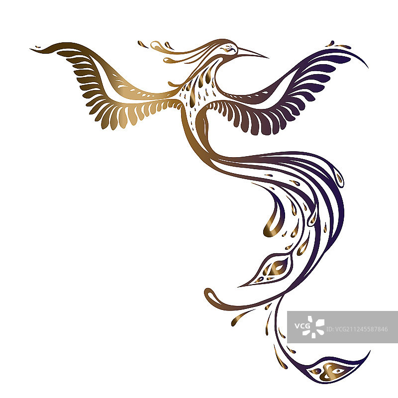 美丽的孔雀珍禽图片素材