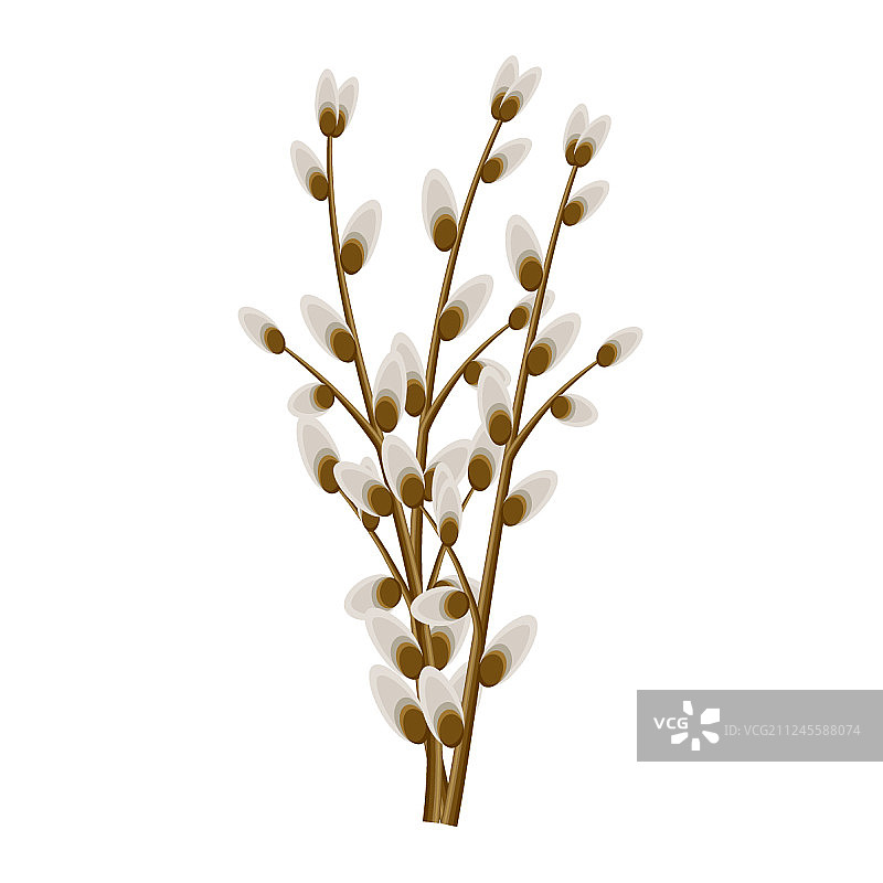 柳条枝图片素材