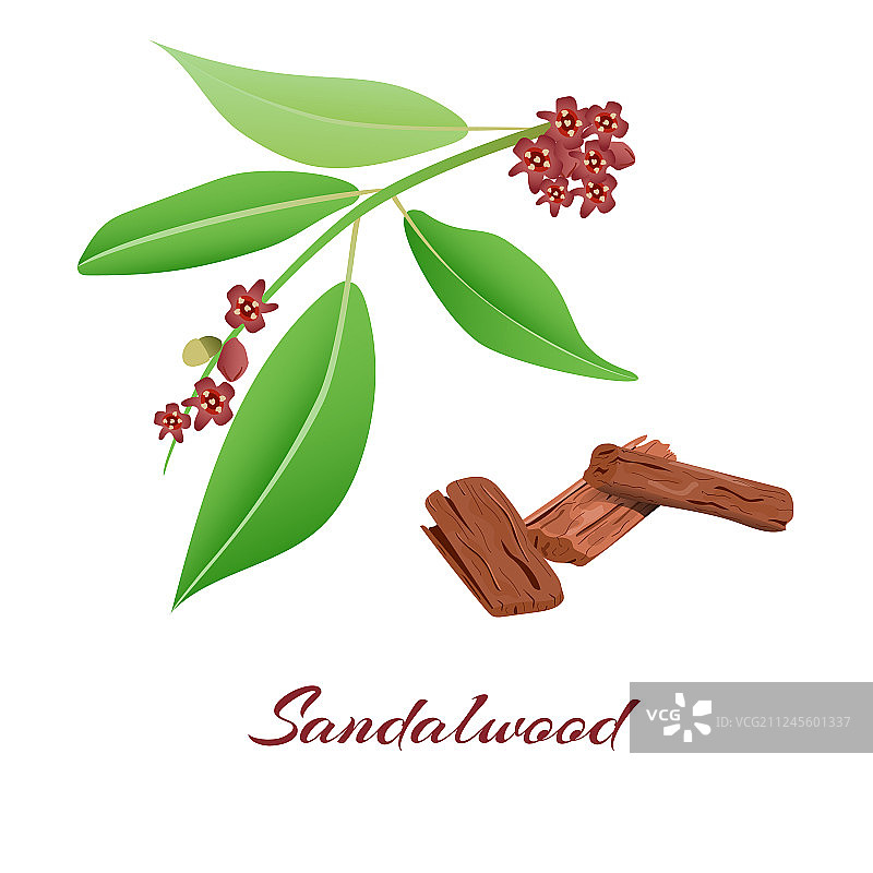 檀香树枝与树皮图片素材