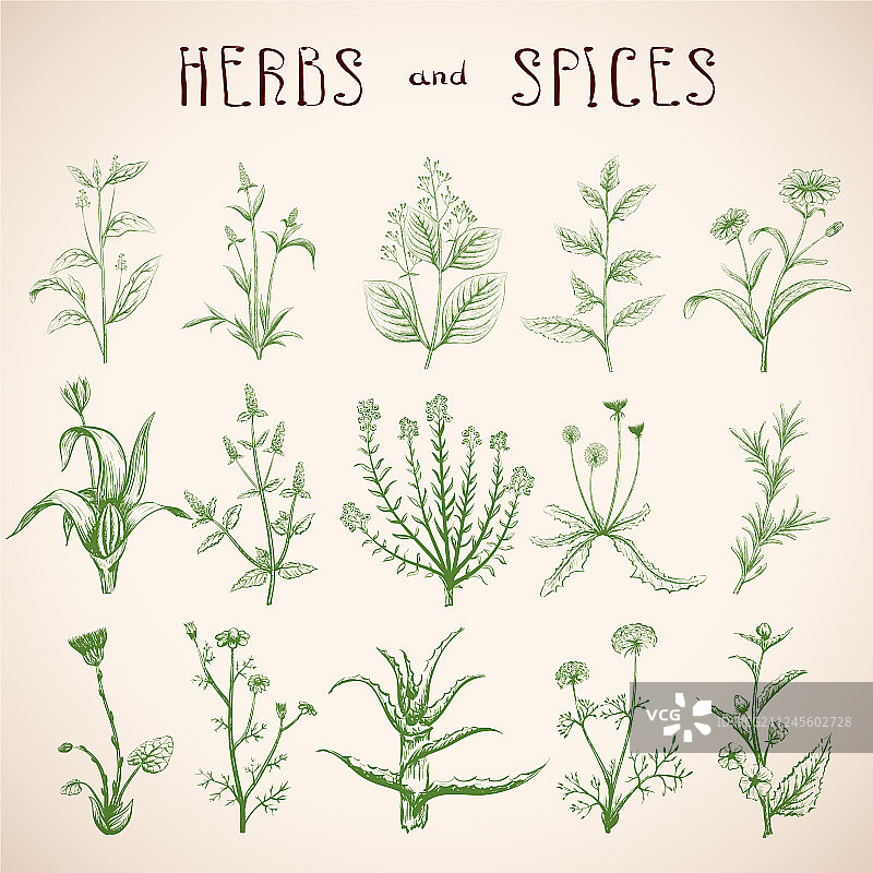 香草和香料合集图片素材