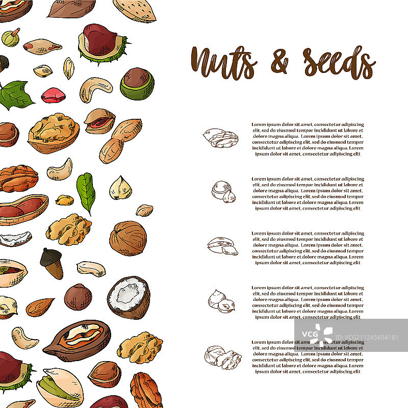 手绘天然坚果和种子模板图片素材