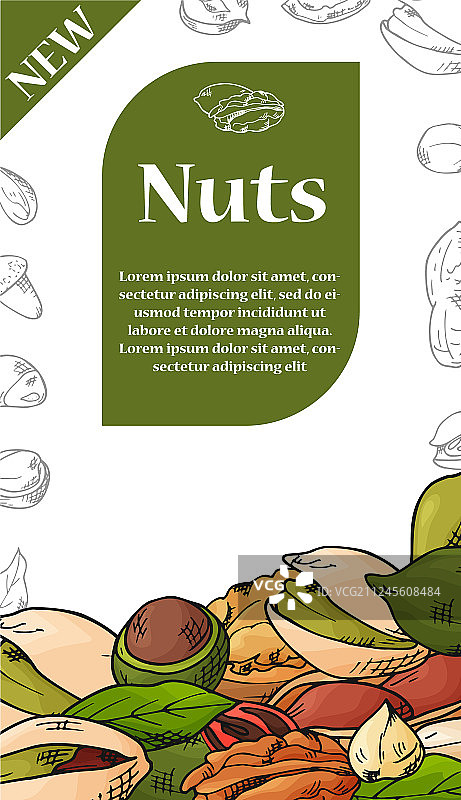 手绘天然坚果和种子模板图片素材
