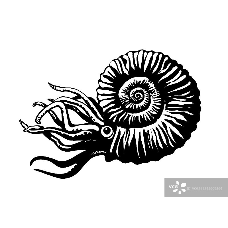 史前菊石海洋生物素描图片素材