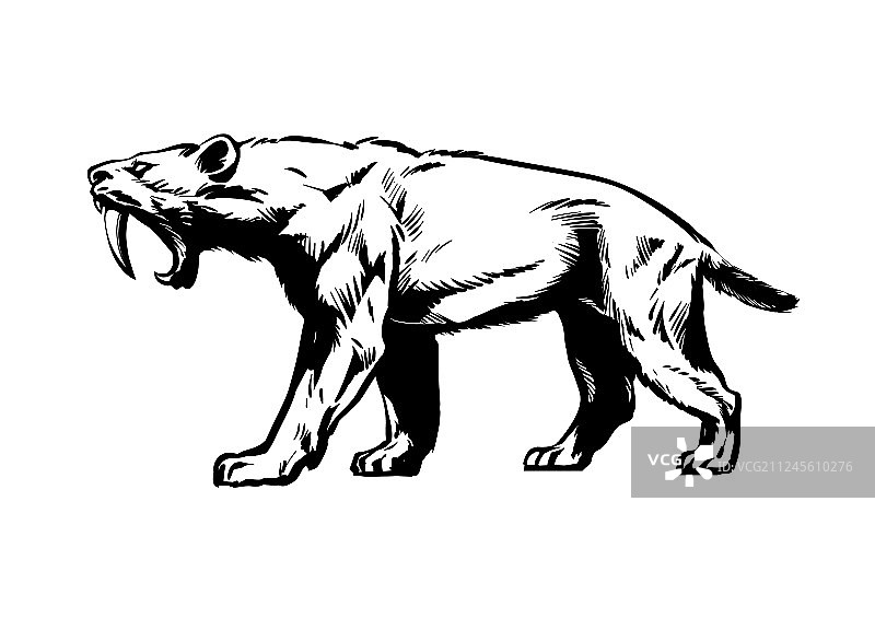 剑齿虎图片素材