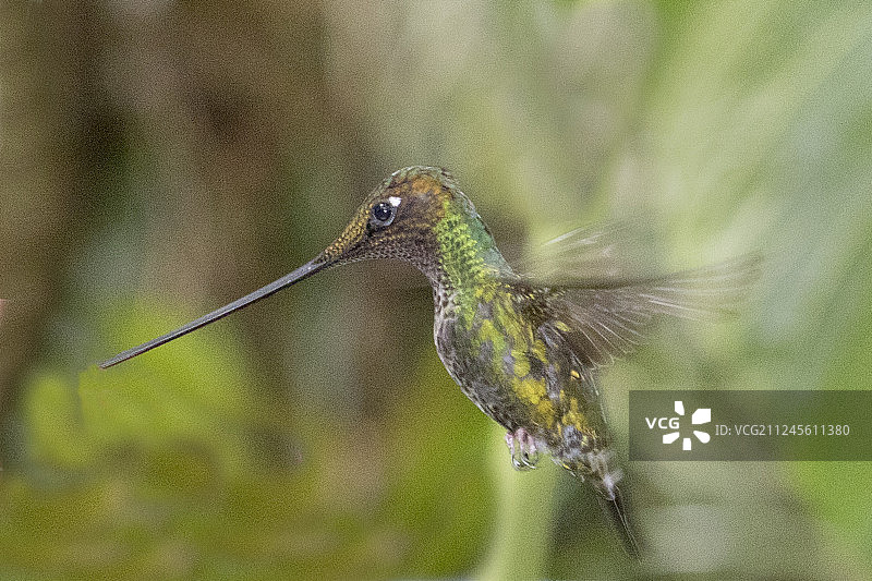 雄性剑嘴蜂鸟飞行图片素材