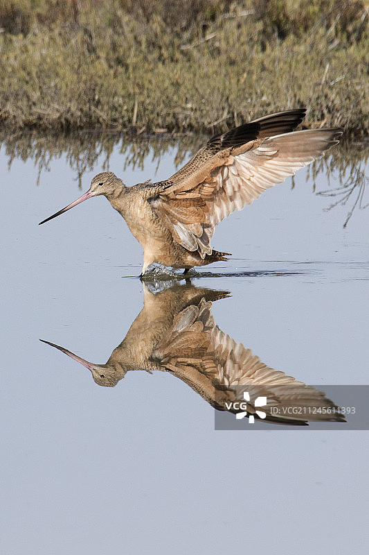 带有倒影的大理石鹬图片素材