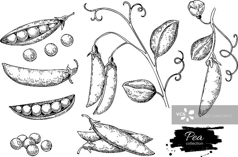 手绘豌豆集合图片素材