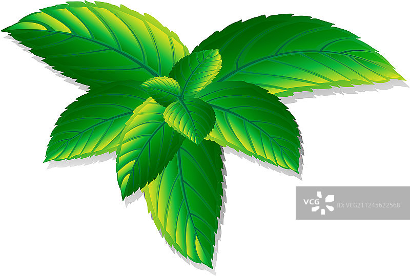 薄荷醇薄荷叶图片素材