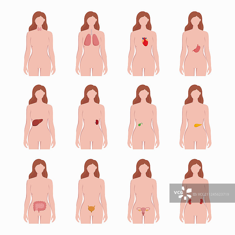女性身体轮廓上的内脏器官图片素材
