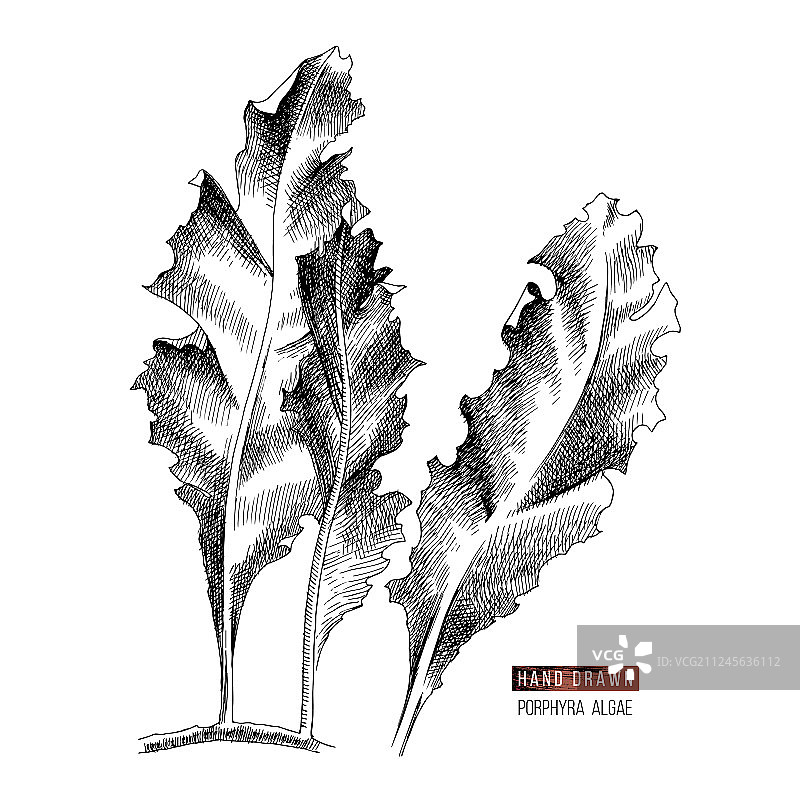 手绘紫菜图片素材