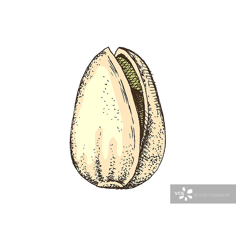 手绘带壳开心果图片素材