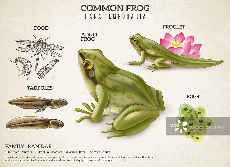 青蛙生命周期复古海报图片素材