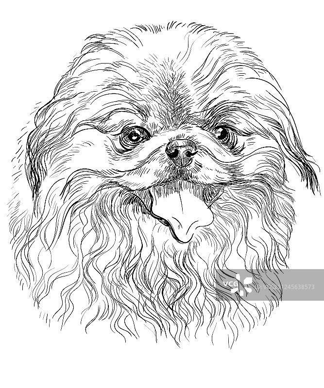 京巴犬肖像图片素材