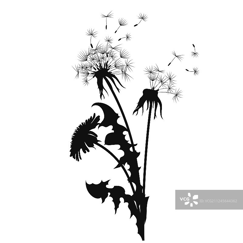 黑色蒲公英飞絮轮廓图片素材