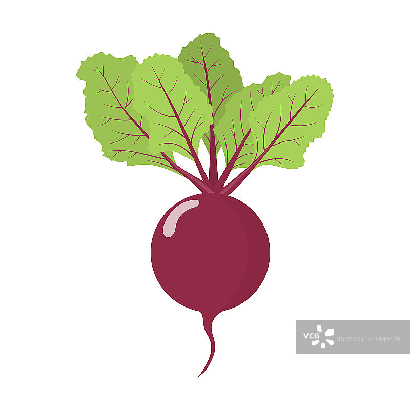 白色背景新鲜甜菜抠图图片素材
