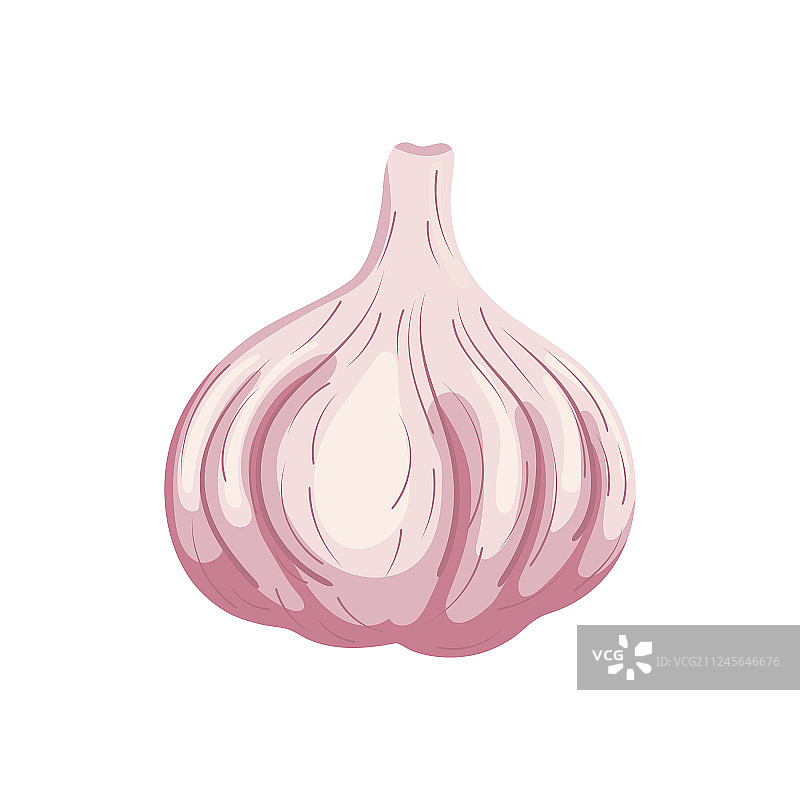 白色背景上的有机大蒜图片素材