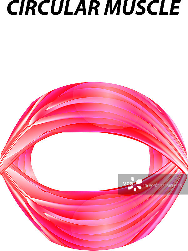 骨骼肌环形肌结构图片素材