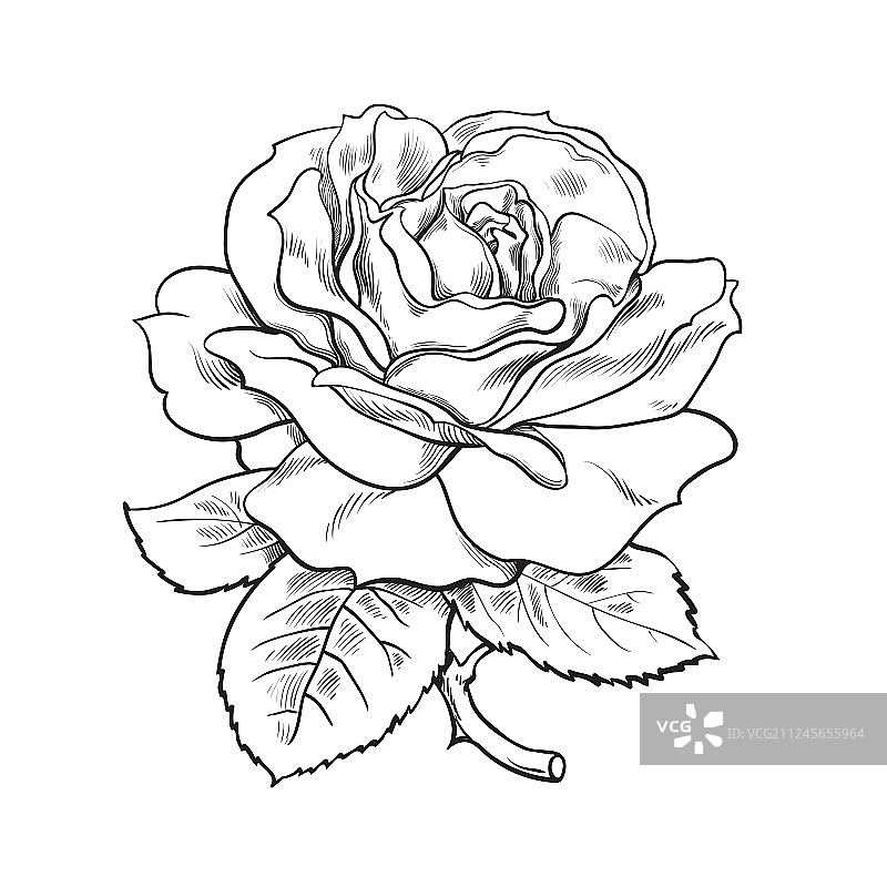 带叶和茎的黑白玫瑰花图片素材